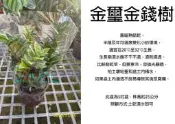心栽花坊-金璽金錢樹/金璽雪鐵芋/5吋盆/觀葉植物/室內植物/綠化植物/售價350特價300