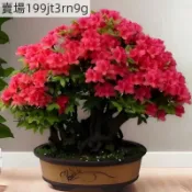 現貨 杜鵑花種子（250粒）四季種植 超長花期  陽台庭院盆栽花卉 春天播種鮮花植物 易種植開花香草種子 多年生