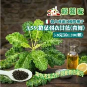 【綠藝家】A59.捲葉羽衣甘藍(青舞)種子3.8克(約1200顆) 捲葉羽衣甘藍 14天採收 苗菜 寶寶菜 綠拿鐵 烤蔬