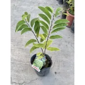 植系青屬-大目釋迦/水果苗/四吋黑軟盆