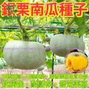 銀栗南瓜種子 日本南瓜 栗子南瓜 西洋南瓜 家庭菜園 庭院栽種 爬藤瓜果 陽台盆栽 蜜南瓜 瓜苗種子 蔬果種子