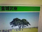 茄苳樹苗！也叫做金城武樹屬於很好種植的大樹種！只要有全日照就會長得很好很大葉子也常年翠綠！680元免運費只有一盆