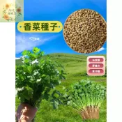 💥現貨速發【香菜種子】（100粒加贈100粒）四季香料作料種子 大葉小葉芫荽種子 驅蚊草香草種子 田園庭院盆栽蔬菜種子