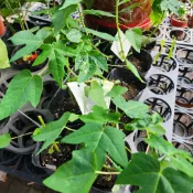 億時代園藝+木瓜苗 矮種紅妃木瓜 水果苗 黑軟盆