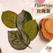 (店+)日本 大地農園 Florever 永生玫瑰葉 墨綠色 極度花燥 花材 葉材 永生花 乾燥花 畢業季 畢業 七夕 情人節