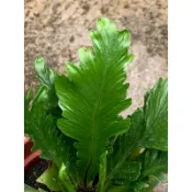 🌸植plant & flower ~ 羽毛山蘇  龍捲風山蘇  蕨類  室內植物