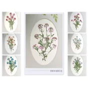 馨苑押花-押花材料-押花花材-香雪球 白針菊 櫻花 波斯菊 勿忘我 白芨 一串紫 小手球