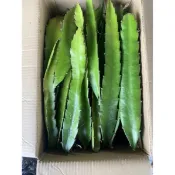 大紅火龍果枝條！容易種植 超級甜好吃#火龍果 #火龍果枝條