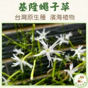 ​基隆蠅子草 台灣原生種 濱海植物 觀花植物 野花風 白色蕾絲花 耐風耐熱 稀有植栽