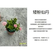 心栽花坊-粉矮仙丹/矮粉仙丹/6吋/觀花植物/開花植物/綠離植物/特價150