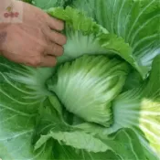 【包心甜芥菜種子】 春菜 包頭菜 四季好種植 春秋季大肉捲心 介菜種孑醃製酸菜泡菜四季蔬菜種籽 多買多送 四季種子