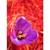 台灣現貨  多款藏紅花種子  耐寒花卉種子  冬季西紅種子番紅花種子