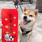 牛年 彩色紅包袋 開工大吉