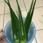 可食用 吉拉索蘆薈～無施肥～無農藥～種植觀賞～