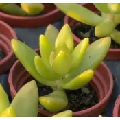 銘月/多肉植物/一吋盆12元