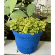 一禪種苗園-能從葉腋開出美麗的黃花〈黃金錢草苗〉水生植物-3吋盆/ANNY