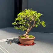 嘉寶果 樹葡萄∣盆景 果物盆栽