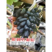 藍寶石葡萄水果盆栽定價300~460元