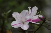 【優勢】日本皋月杜鵑苗~品種名(孫姬)