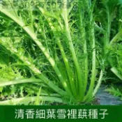 現貨 雪裏蕻菜種籽（50粒）雪菜 四季種植 雪裡紅 菜籽四季雪菜 雪裏紅蔬菜孑 芥菜種子 秋冬季籽種子菜種子