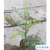 初花農場1店|紫檀|楓港柿｜室外植物|3寸盆|冬天會落葉，新葉顏色至老葉的顏色變化豐富｜
