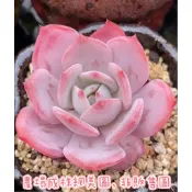 拉威雪蓮x勞倫斯/1.2吋🌵【療癒多多肉】全館訂單需滿200元才會出貨🚚