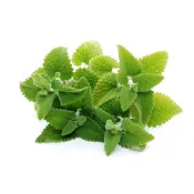 貓薄荷種子~Catnip~貓咪的最愛