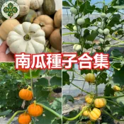 現貨隔日達 16款南瓜種子合集 黃金南瓜 貝貝南瓜 栗子南瓜 迷你南瓜 農家品種 家庭菜園 豐產四季蔬菜種子