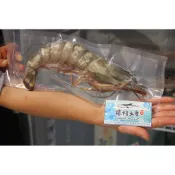 【禧福水產】肥豬蝦/手臂蝦/虎蝦/海草蝦/海熊蝦◇$特價499元/隻/300g級/25cm上◇最低價居酒屋餐廳團購可批發