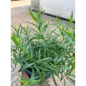 法國龍艾～可食用香草料理植物⋯5吋苗