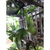 非洲圓盾X象耳-鹿角蕨正側芽
