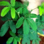 🔥🔥熱銷 含羞草種子（50粒 現貨秒發）害羞草 花種籽子 四季播種 開花 盆栽 陽臺 薄荷種籽 四季易種