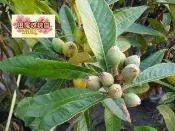 ╭＊田尾玫瑰園＊╯水果苗-(枇杷)--這是甜的品種*勿買錯