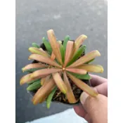鶴頂紅 紅芽羅漢松｜4吋苗植袋～扦插苖木⋯