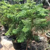 ＊文青園藝＊小葉南洋杉 擋風植物