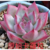 十二星座多肉-3寸盆巨蟹座♋️（原始卡羅拉）-慈碩農場嚴選繁殖進口多肉