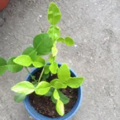 香草植物 馬蜂橙（檸檬葉、卡菲爾萊姆）