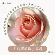 翡翠珍珠玫瑰 切花玫瑰苗 帶點復古的高級橘粉 植下歲月玫瑰