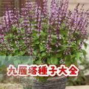 次日達-（九層塔種子大全   ） 香料種子 丁香羅勒 今年新籽 品質優良 四季種植 新手易種 陽台庭院盆栽  #可食用