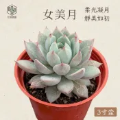 [狂買園藝] 多肉植物 女美月 3寸盆 /景天科/小品盆栽/陽台植物/仙人掌/療癒小物/送禮小物/婚禮小物