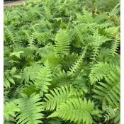 密毛小毛蕨（蕨類植物）