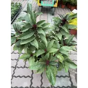 霏霏園藝花名: 煙火花 特性: 葉面綠色,葉背紅色 紫花外翻白色花,狀似煙火。 特價一棵400元 原價450元