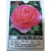 花花世界_玫瑰苗**斯達爾夫人**深粉紅色花/半蔓性/3.5吋黑軟盆/高10-25公分/MA