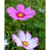 台灣現貨 四季開花不斷 波斯菊 格桑花種子 野花組合耐寒耐病易養活 室內庭院觀賞 花卉 觀賞植物盆栽