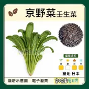 【台灣出貨 電子發票】 京野菜 種子 壬生菜 みぶな 日本葉用芥菜 菜籽 空中花園藝世界