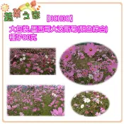 蔬菜之家滿額免運【00H08】大包裝.墨西哥大波斯菊(顏色綜合)種子80克(花卉種子)