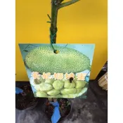 ★綠霖園藝★黃妃榴槤蜜靠接苗高度60公分 室內植物/新興果樹/水果樹苗/新興果樹/果苗/嫁接/植物/盆栽