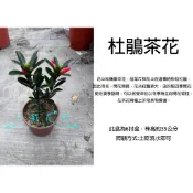 心栽花坊-杜鵑茶花/四季杜鵑茶/杜鵑紅山茶/茶花/茶花苗/6吋/觀花植物/綠化植物/綠籬植物/特價600