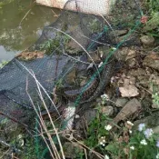 銀聯網日用品生活館 。甲魚神器籠烏龜籠蝦籠花籃捕魚籠螃蟹籠鱉籠漁網彈簧籠黑魚籠捕