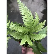 鳯尾 蕨｜3吋盆～空氣淨化蕨類植物⋯